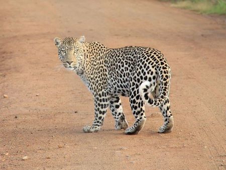 Fotografía en color de un leopardo parado en medio de un camino de tierra, mirando hacia atrás a la cámara.