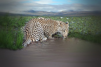 leopardo en el abrevadero