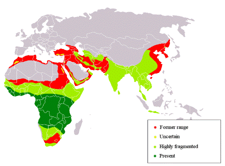 Imagen de un mapa mundial con rojo, amarillo y verde claro y oscuro que muestra cómo ha cambiado el área de distribución del leopardo.