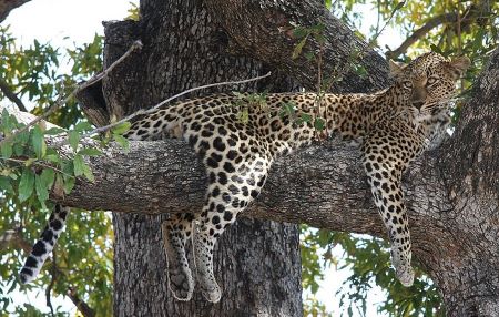 Cerrar la foto en color de un leopardo relajándose en la rama de un árbol con las piernas colgando.