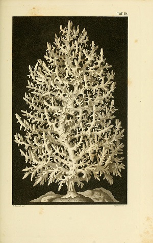 Colonia de leucosolenia