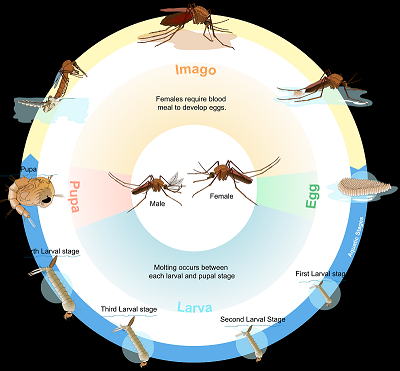 Ciclo de vida de la hormiga