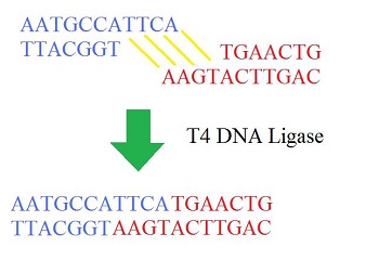 Ligase