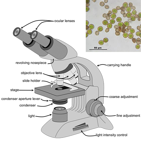 microscopio óptico e ilustración de piezas con portaobjetos de muestra