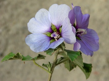 Planta de hibisco.