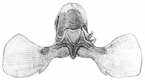 pterópodo 3