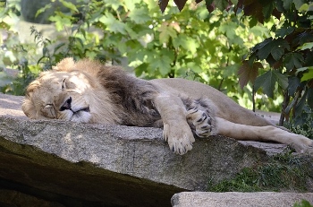 Los leones y los tigres duermen incluso más que los gatos domésticos.