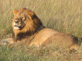 El león macho es más dominante para defender su territorio.