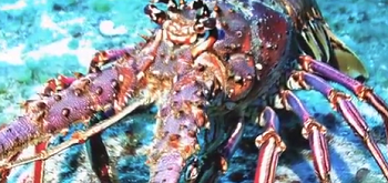 langosta