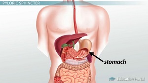 Ubicación del estómago