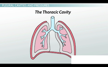 pulmones dentro de la cavidad torácica