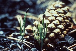 Plántula de pino Lodgepole