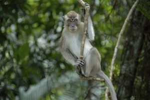 macaco cangrejero