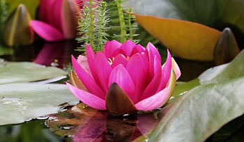 Flor de loto