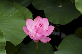 Símbolo de Lotus Tailandia