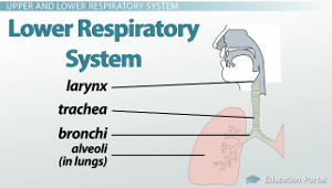Sistema respiratorio inferior