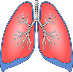 Pulmones humanos