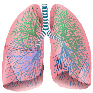 pulmones con vías respiratorias