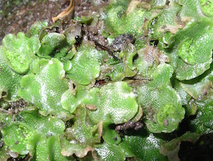 Marchantiossida