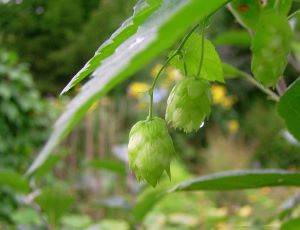 Planta de Humulus lupulus con las flores verdes en forma de cono unidas