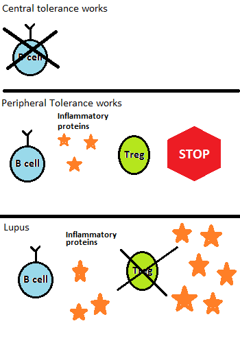 lupus 2