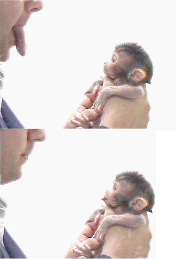 Baby Macaque Mirroring