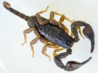 Escorpión