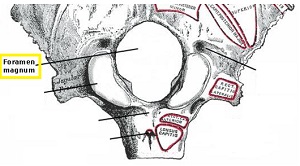 foramen magnum