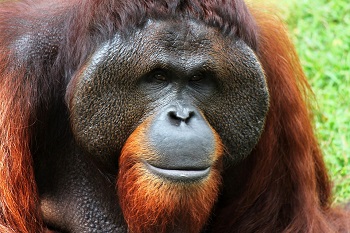 orangután macho