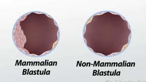 Blastula de mamíferos y no mamíferos