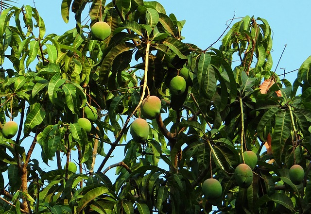 Árbol de mango