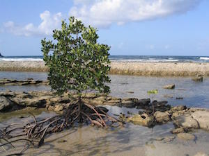 árboles de mangle