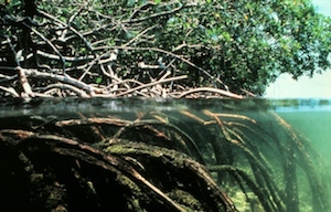 Raíces de manglar