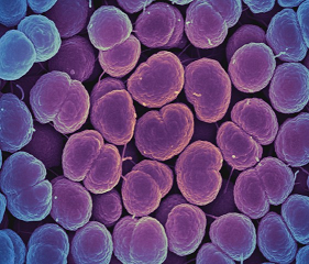bacterias