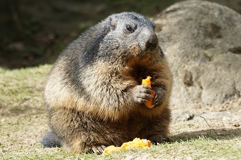 Imagen de una marmota comiendo