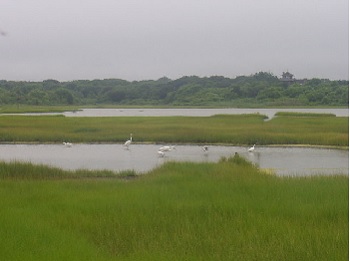 Ecosistema pantanoso