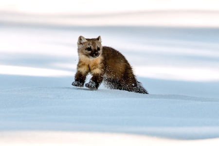Foto de una marta de pino en la nieve.