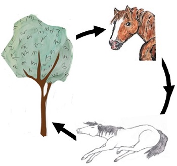 ciclo_materia