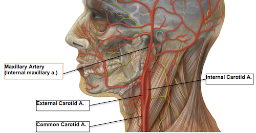 Arteria maxilar