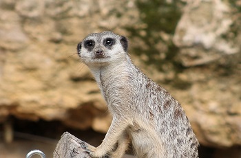 suricata