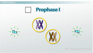 Primer paso de la meiosis I