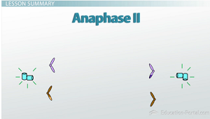 Tercer paso de la meiosis II