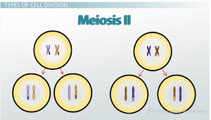 División celular durante la meiosis II