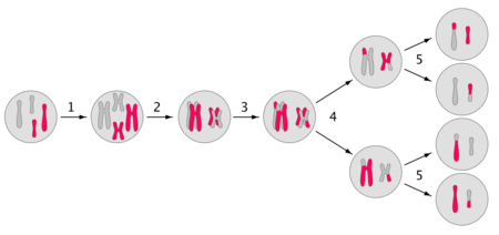 Diagrama de la meiosis