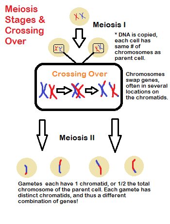 meiosis 1 cruzando
