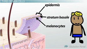 Melanocitos en la capa basal