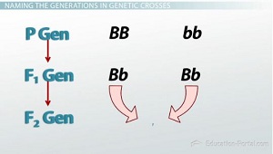 Generaciones de la Primera Ley de Mendel