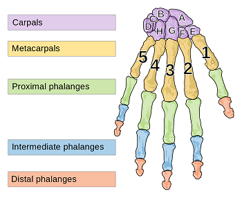 metacarpianos