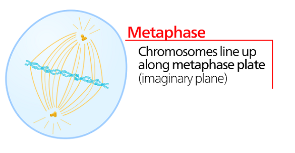Un diagrama de metafase.