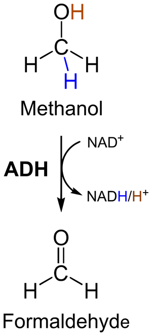 metabolismo del metanol